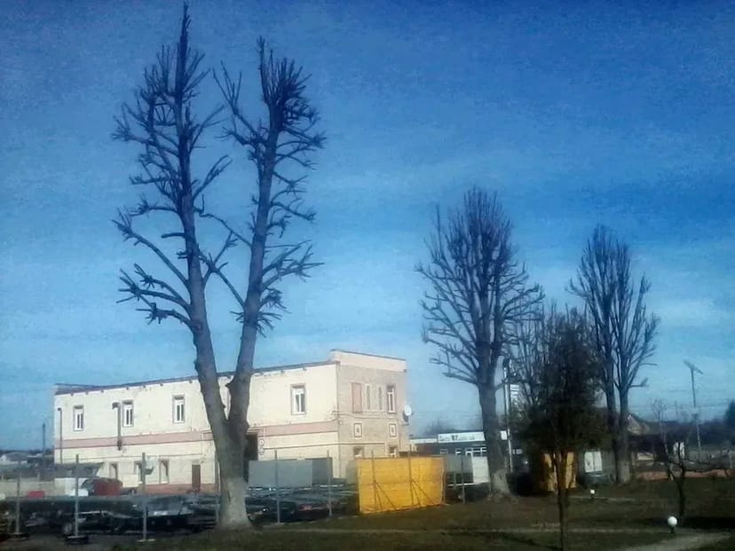 Валка та обрізка дерев (зрізання, спилювання, видалення, кронування)