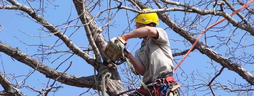 Професійна обрізка та видалення дерев