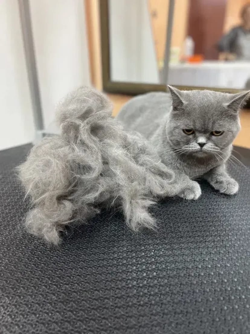 Грумінг котів, стрижка, вичісування