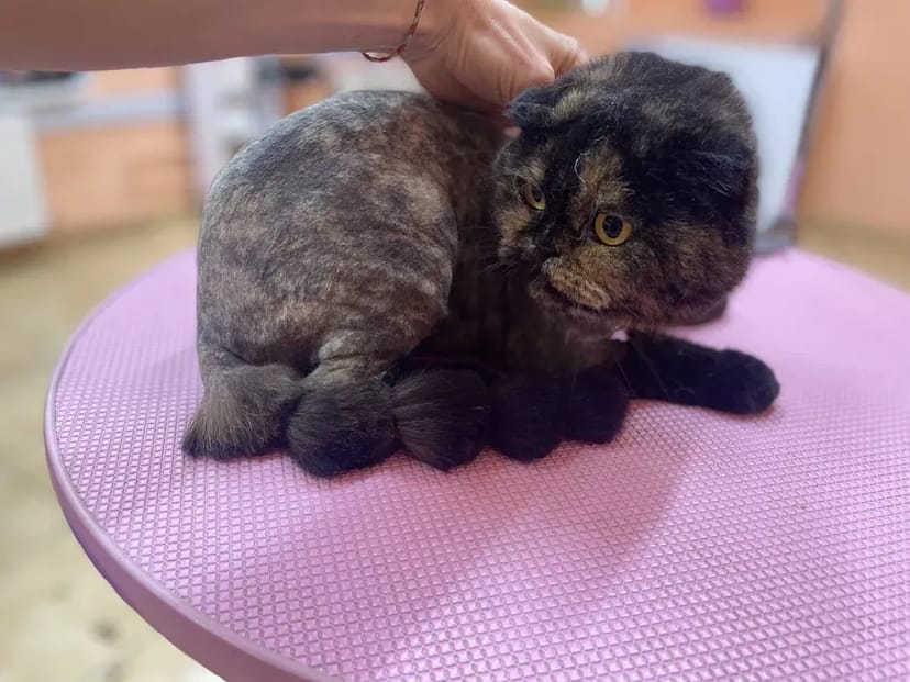 Грумінг котів, стрижка, вичісування