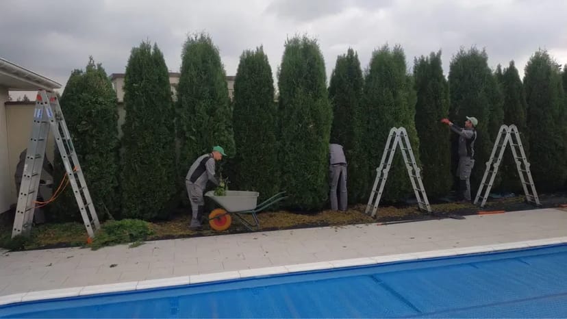 Садівник, Газон, обрізка топіар, ниваки, стрижка туй, ялівець