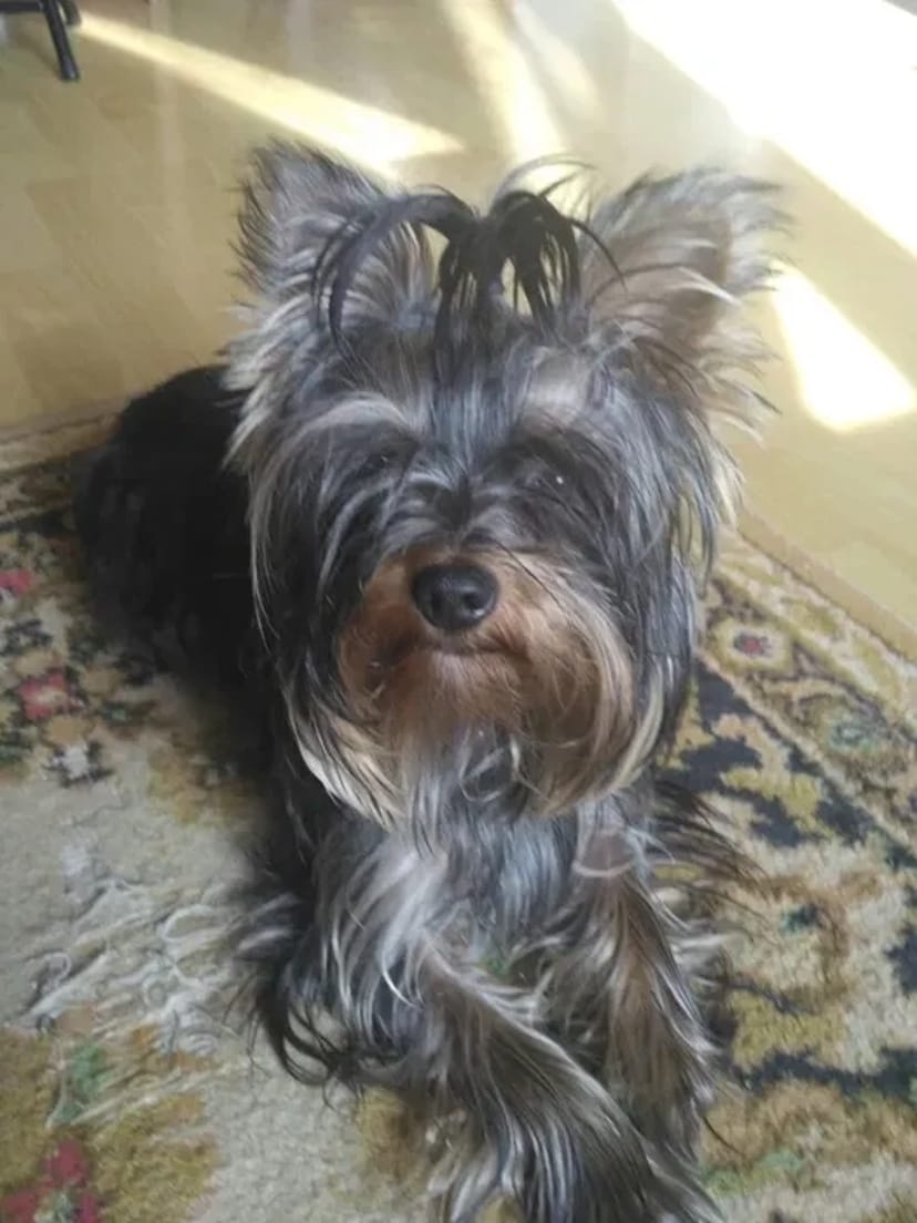 Вязка Йоркширский терєр