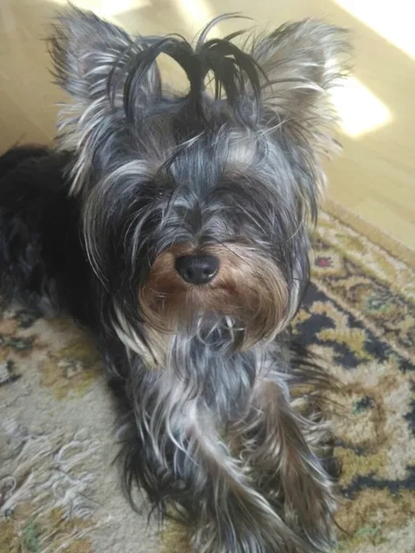 Вязка Йоркширский терєр