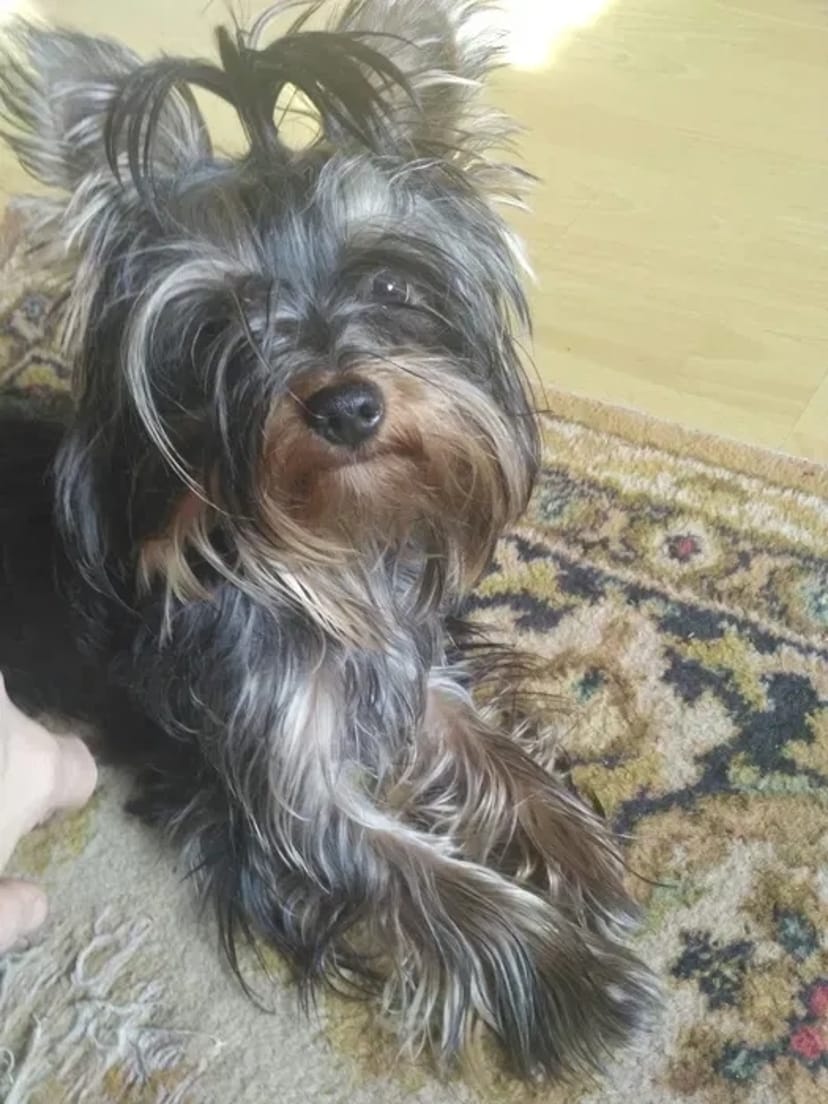 Вязка Йоркширский терєр