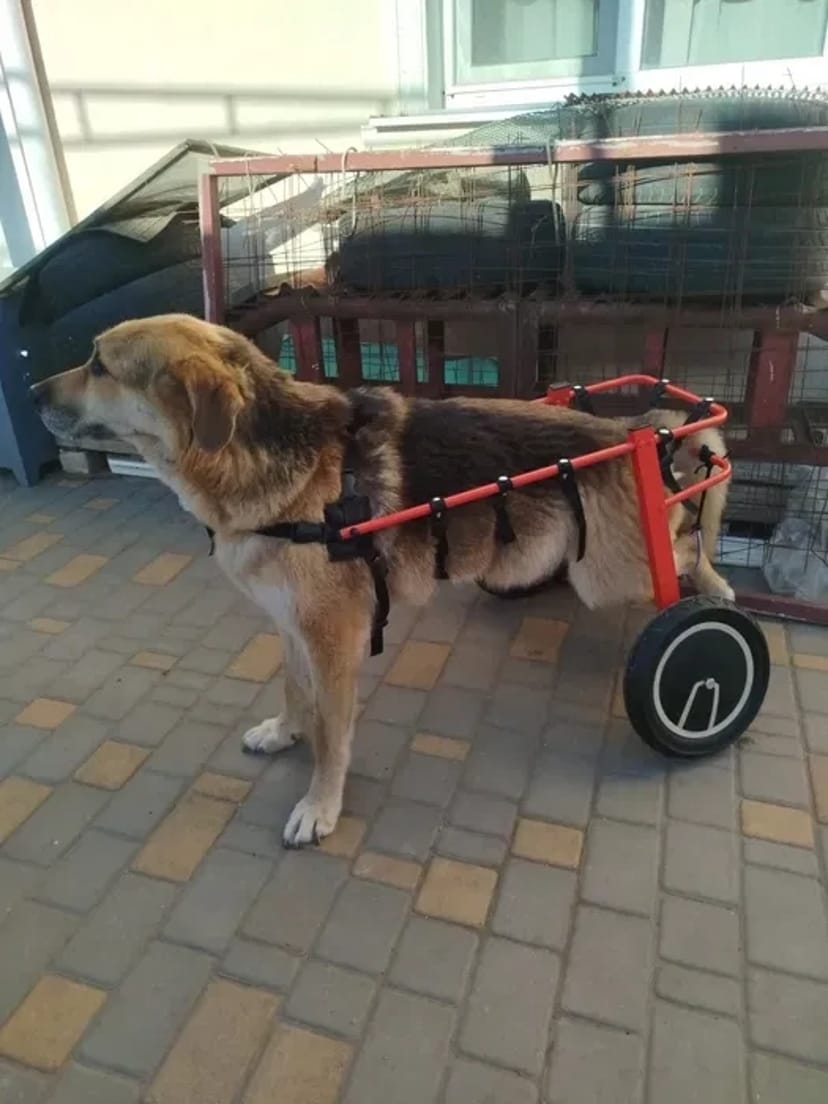 Изготовление инвалидных колясок для собак. Візок для собаки