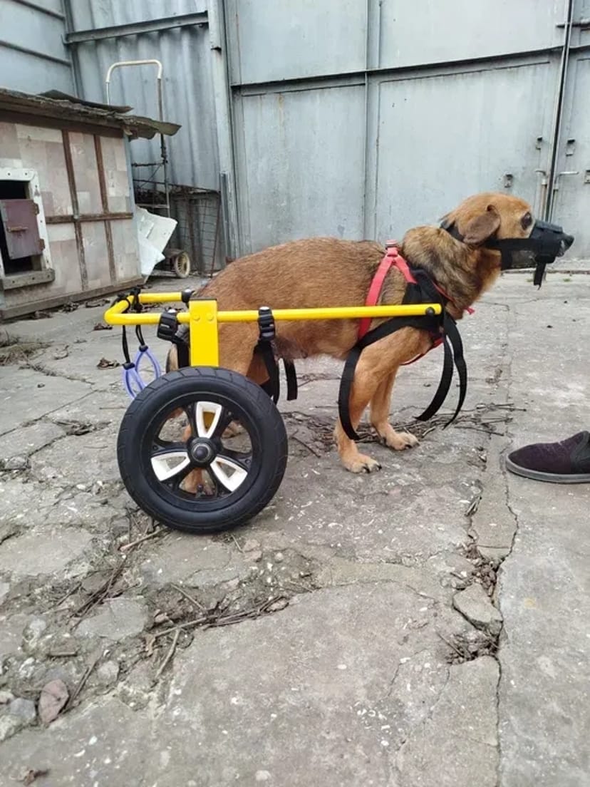 Изготовление инвалидных колясок для собак. Візок для собаки