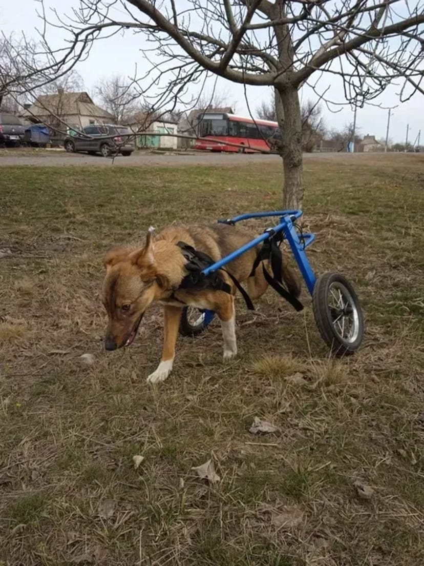 Изготовление инвалидных колясок для собак. Візок для собаки