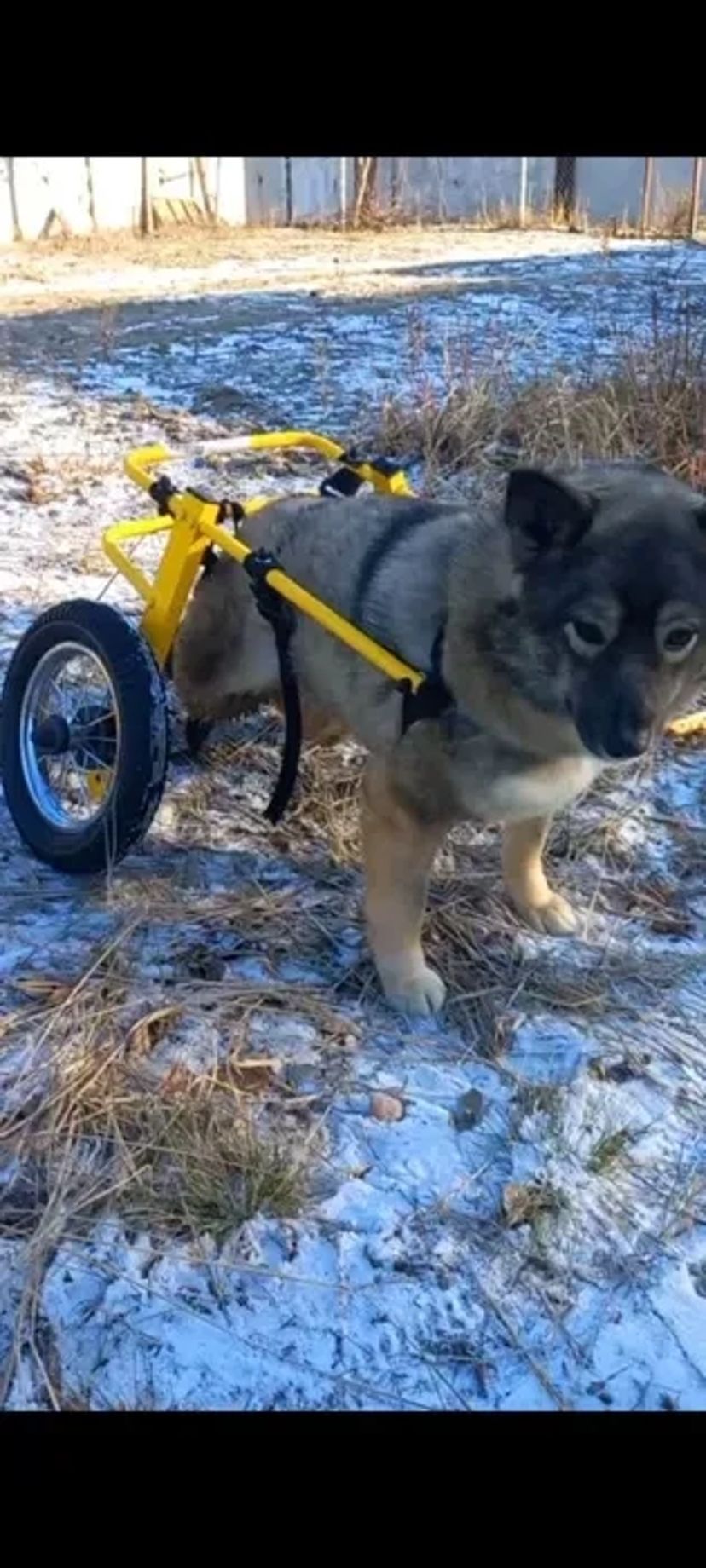 Изготовление инвалидных колясок для собак. Візок для собаки