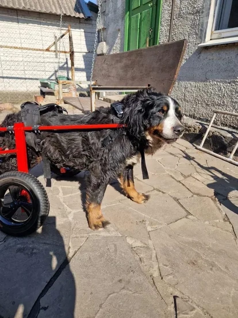 Изготовление инвалидных колясок для собак. Візок для собаки