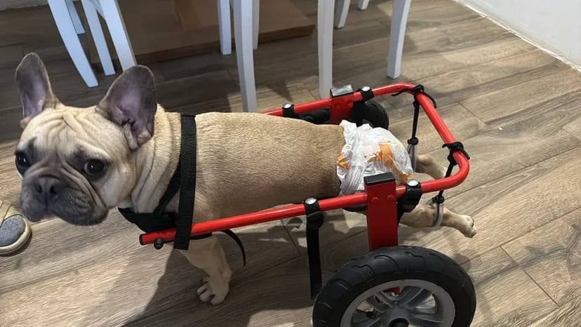 Изготовление инвалидных колясок для собак. Візок для собаки