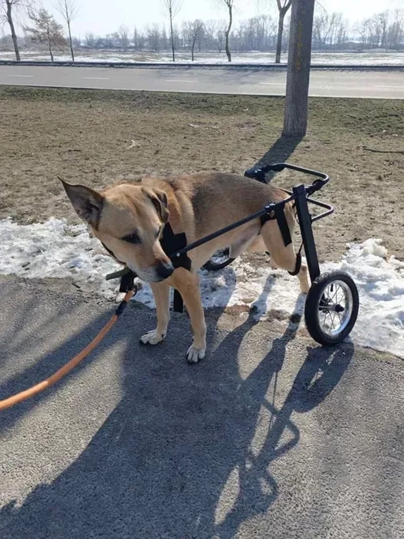 Изготовление инвалидных колясок для собак. Візок для собаки