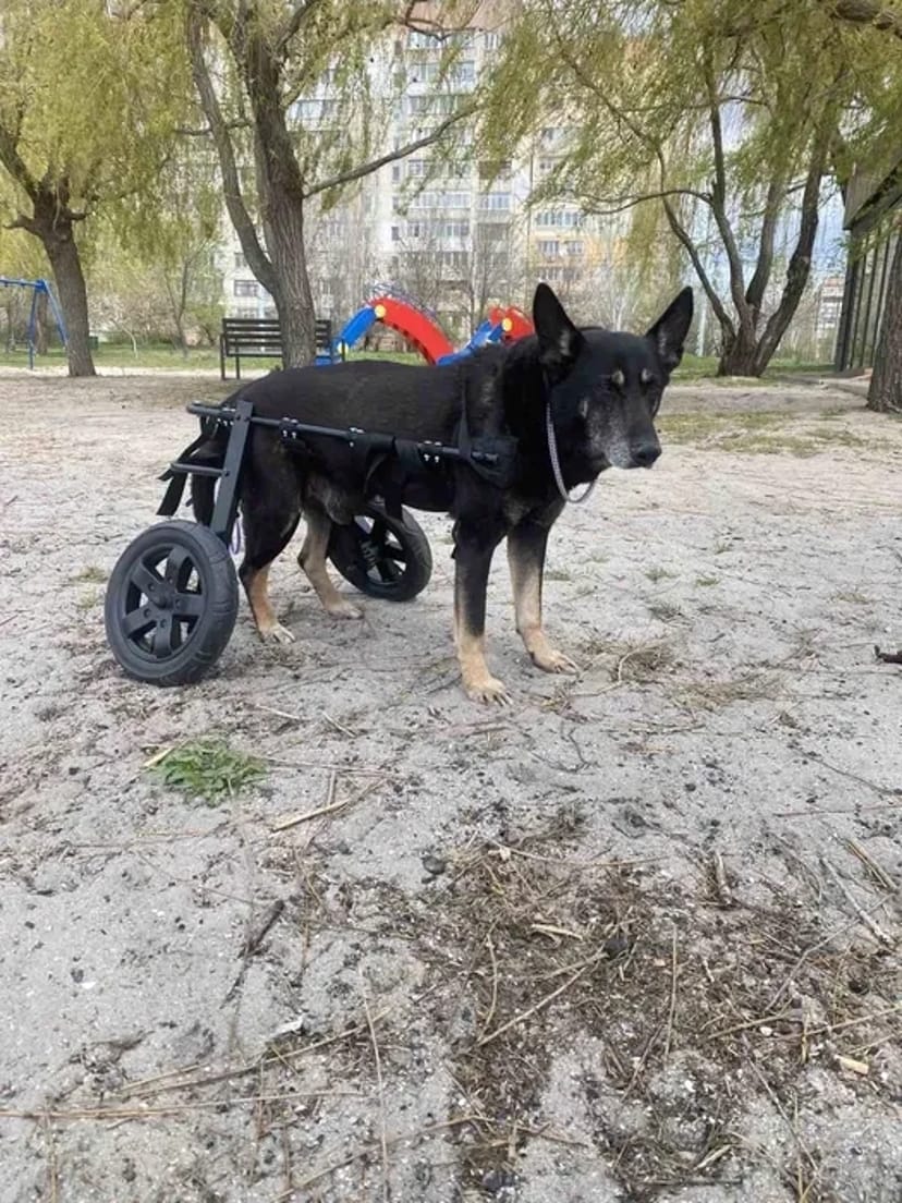 Изготовление инвалидных колясок для собак. Візок для собаки