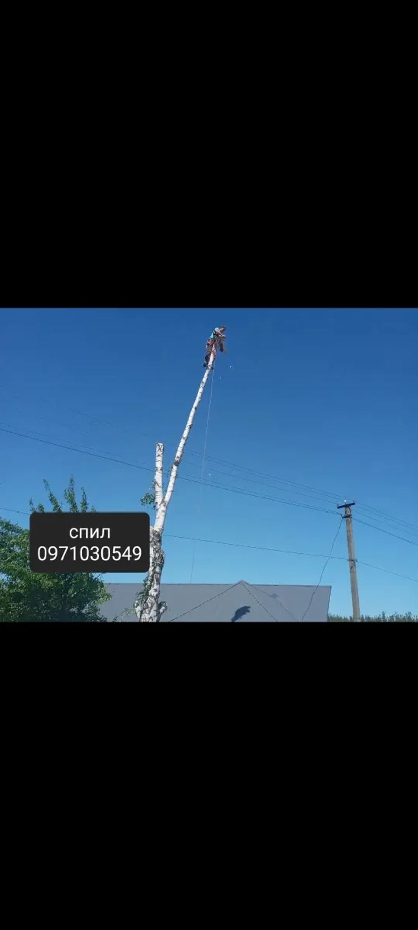 Спил обрезка кронирования деревыев спуск по частям