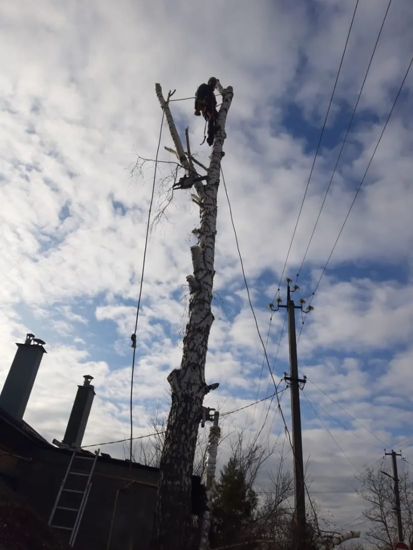 Спил обрезка кронирования деревыев спуск по частям