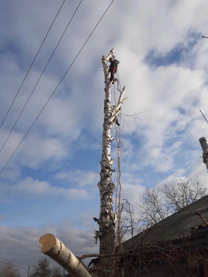 Спил обрезка кронирования деревыев спуск по частям