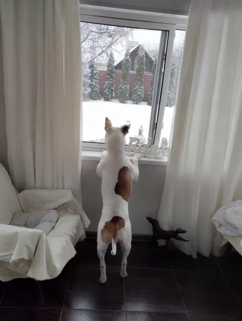 Готель для собак різних порід ,індивідуальний підхід та увага