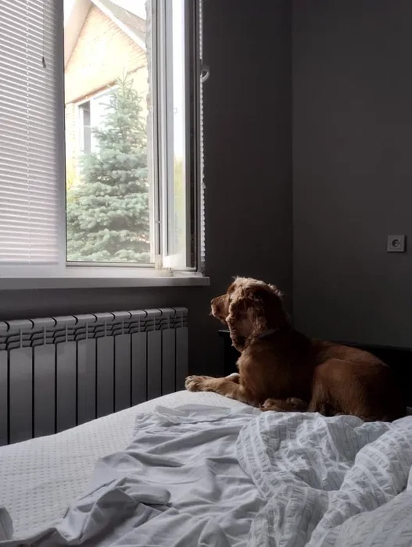 Готель для собак різних порід ,індивідуальний підхід та увага