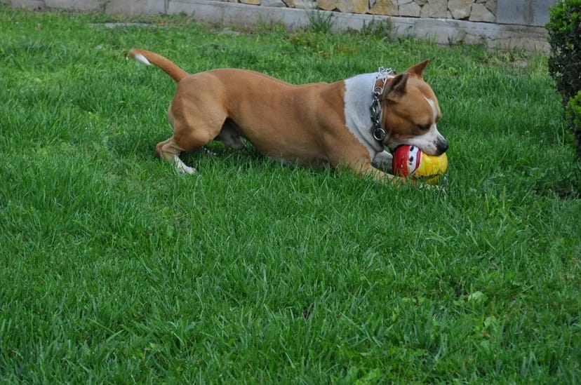 Готель для собак різних порід ,індивідуальний підхід та увага