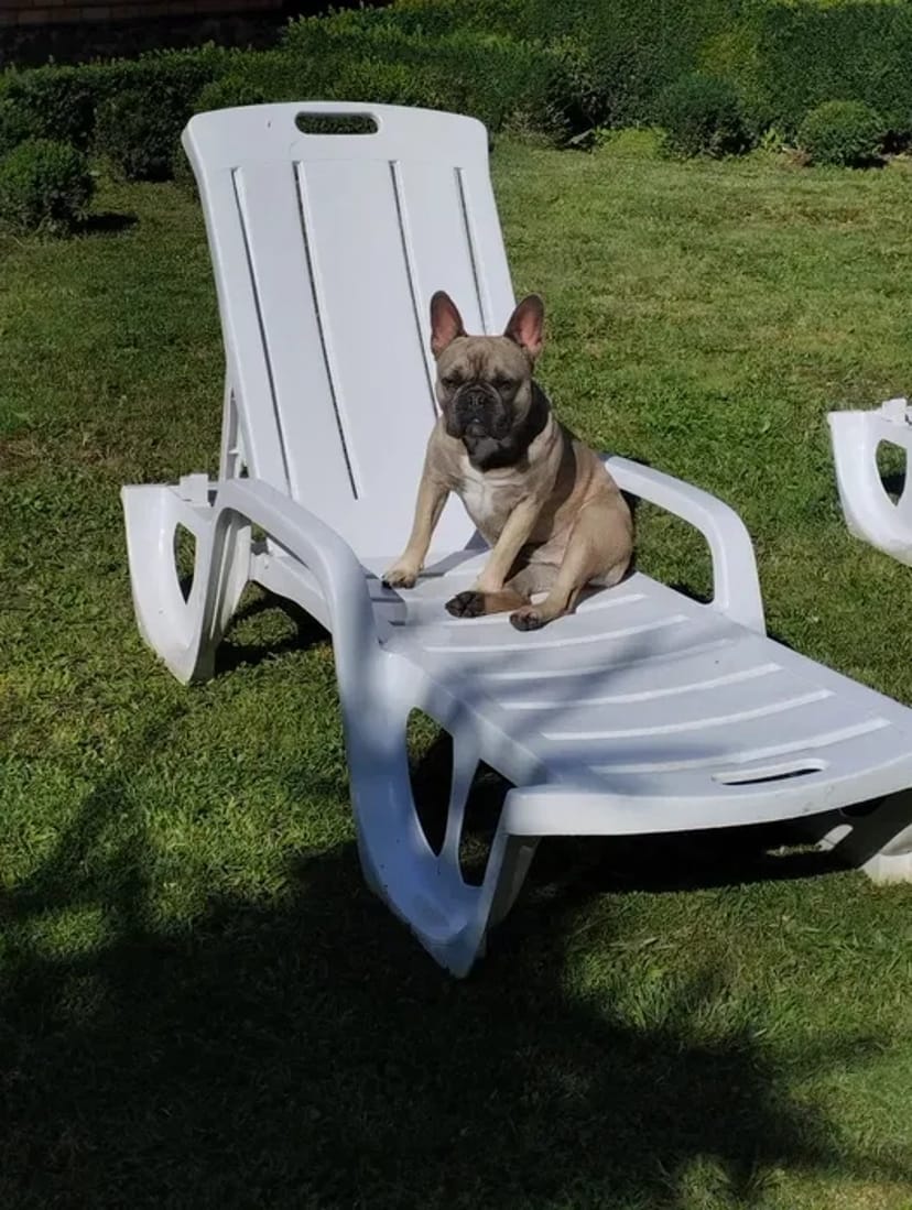 Готель для собак різних порід ,індивідуальний підхід та увага