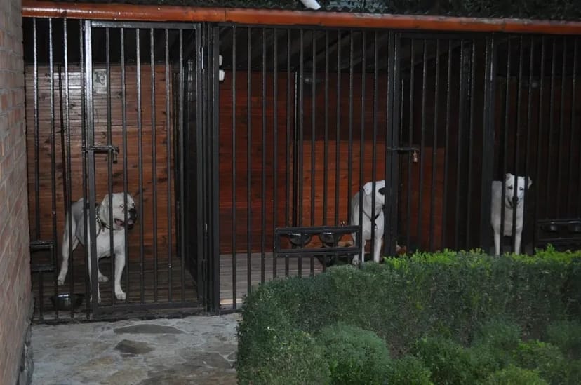 Готель для собак різних порід ,індивідуальний підхід та увага