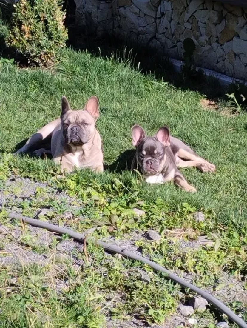 Готель для собак різних порід ,індивідуальний підхід та увага