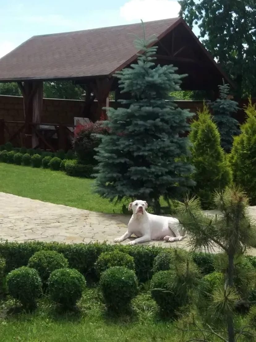 Готель для собак різних порід ,індивідуальний підхід та увага