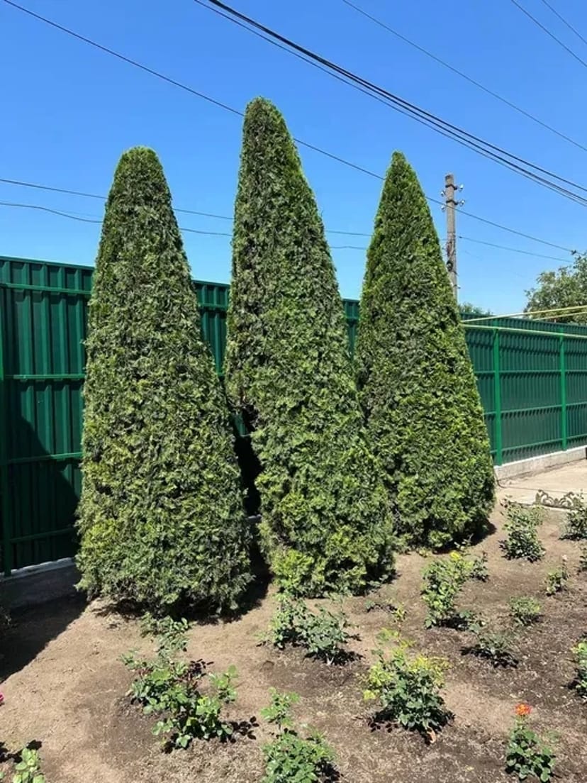 Стрижка дерев, прибирання ділянки.