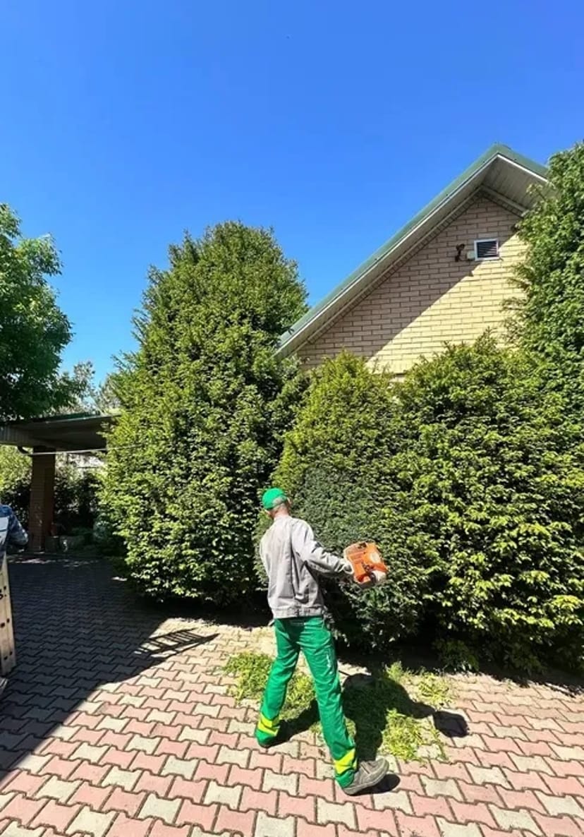 Стрижка дерев, прибирання ділянки.