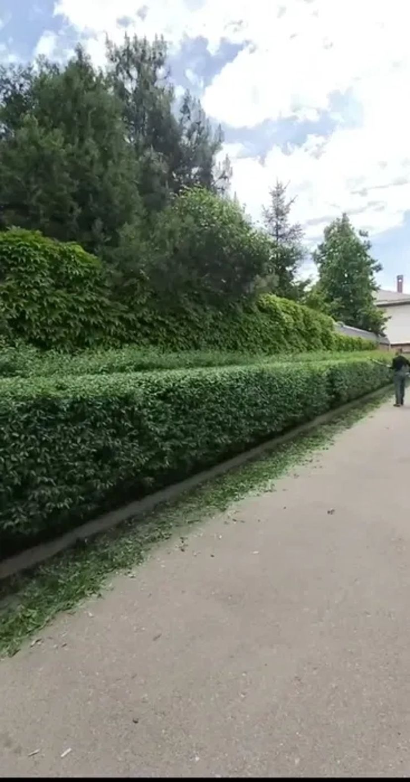 Стрижка дерев, прибирання ділянки.