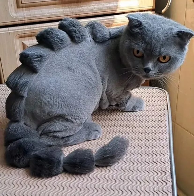 Стрижка и купание котов и кошечек