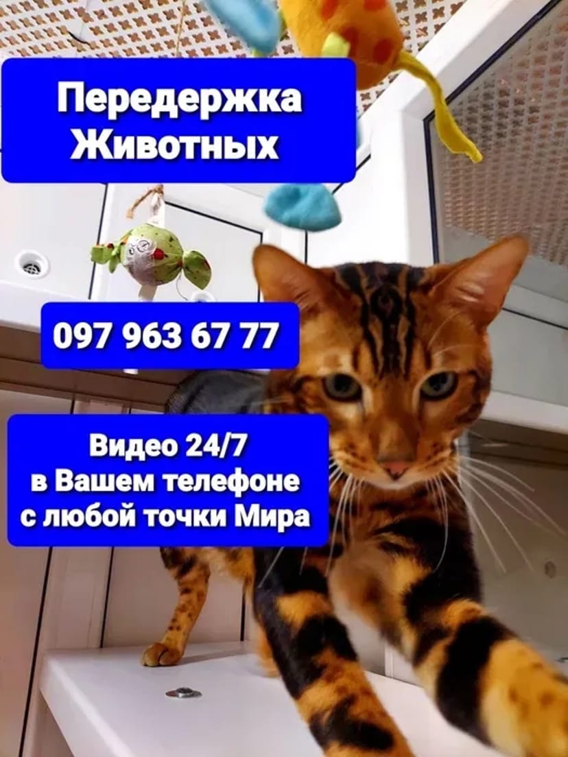 ПЕРЕДЕРЖКА з Відео від 70/грн, ЗОООТЕЛЬ для Котів, Гризунів, Птахів...