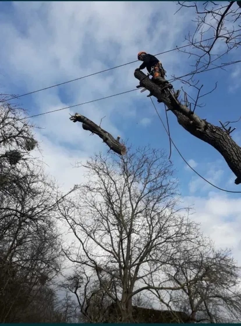Зрізання зрізка дерев, чистка даху від снігу
