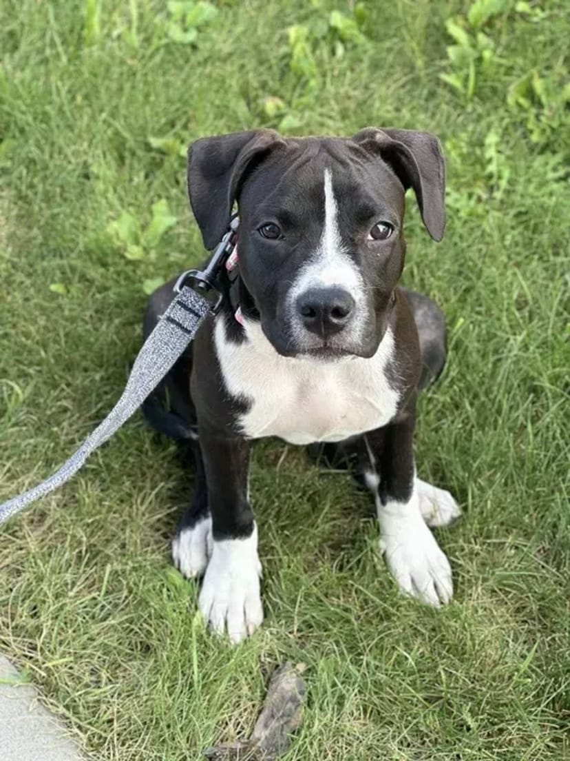 Кінолог. Групові та індивідуальні заняття. Лівий берег