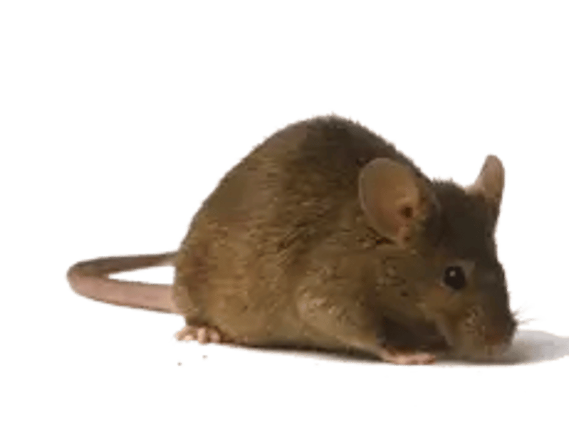 Боротьба з гризунами