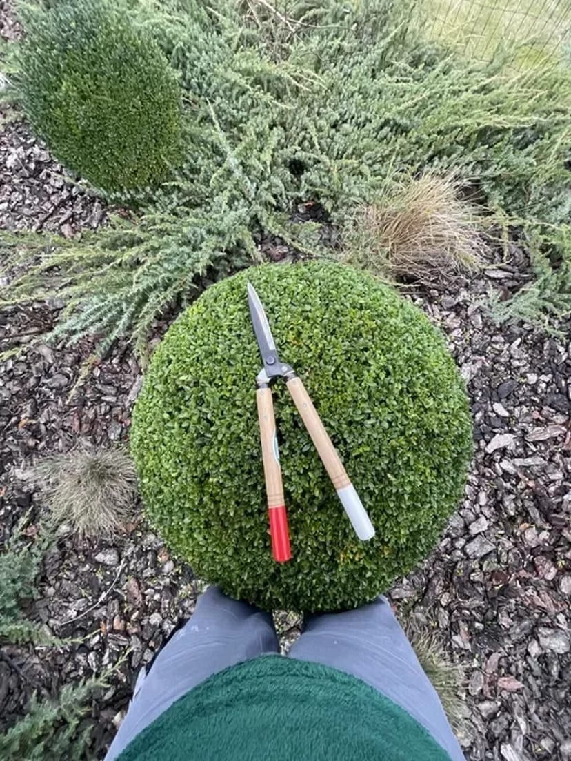 Стрижка туй, живоплотів, кущів та обрізка дерев професійно