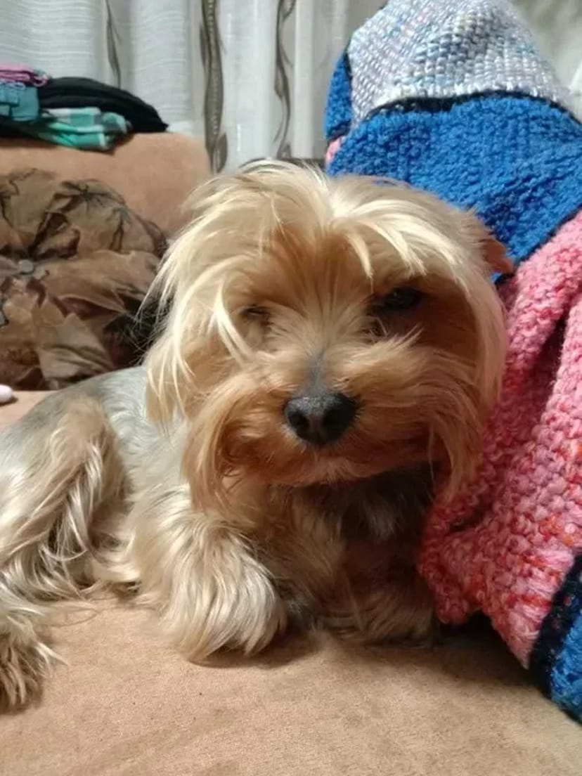 Йоркширтер'єр. Чистокровний Кобель готовий до вязки.