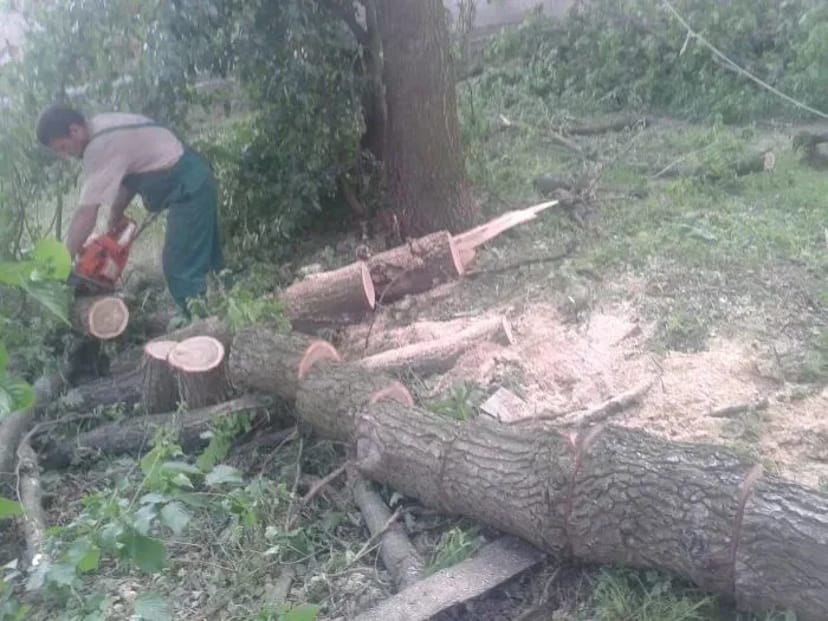 Зрізання дерев, зачистка земельних паїв від чагарників, зріжем дерево