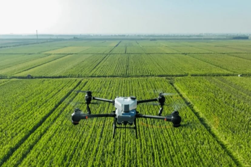 Агродрон DJI Agras T50 — ефективна десикація посівів