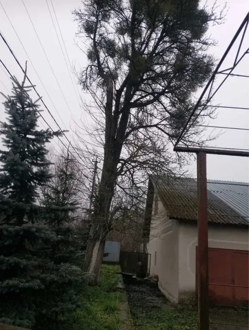 Професійне видалення дерев у Хмельницькій області ! Зрізання дерев.