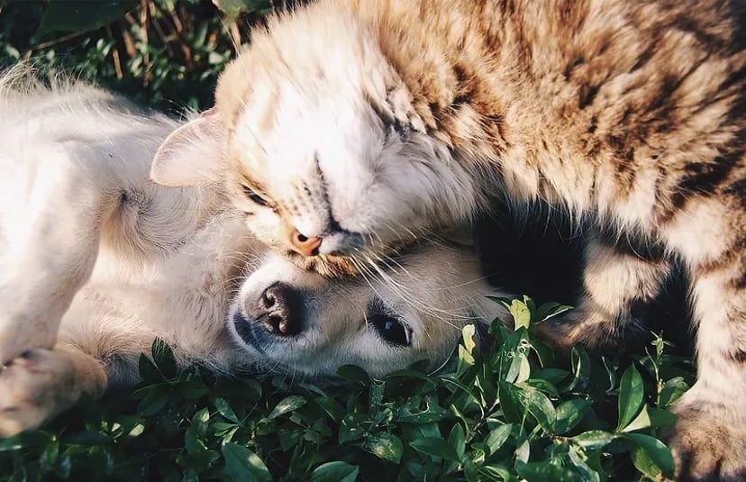 Перетримка тварин, зоосадочок, зооняня у Львові. Квартирна перетримка.