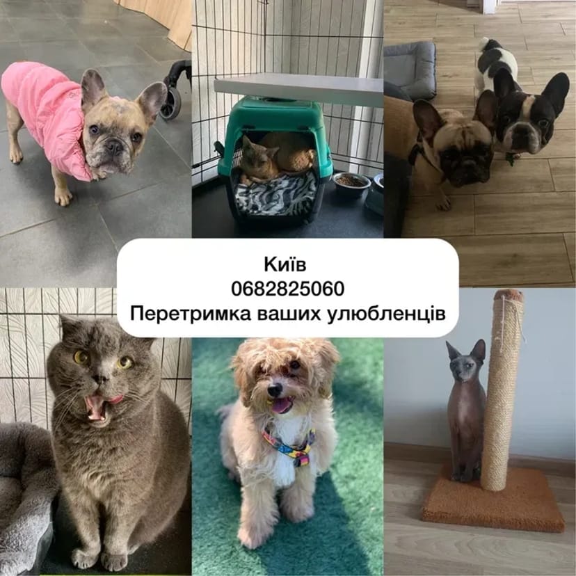 Перетримка цілодобово від 75 грн коти, собаки, гризуні