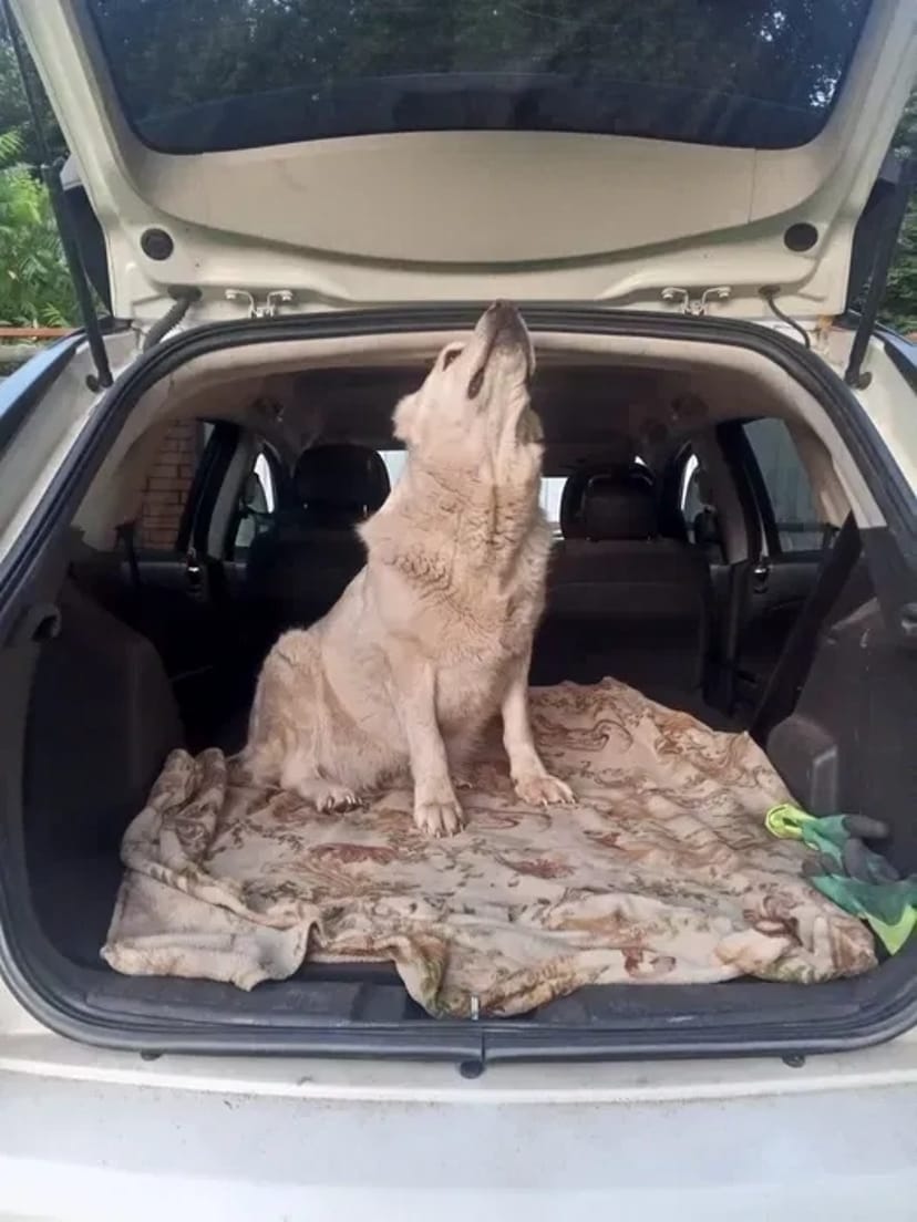 Перевезення тварин, трансфер тварин, доставка тварин, ЗОО таксі