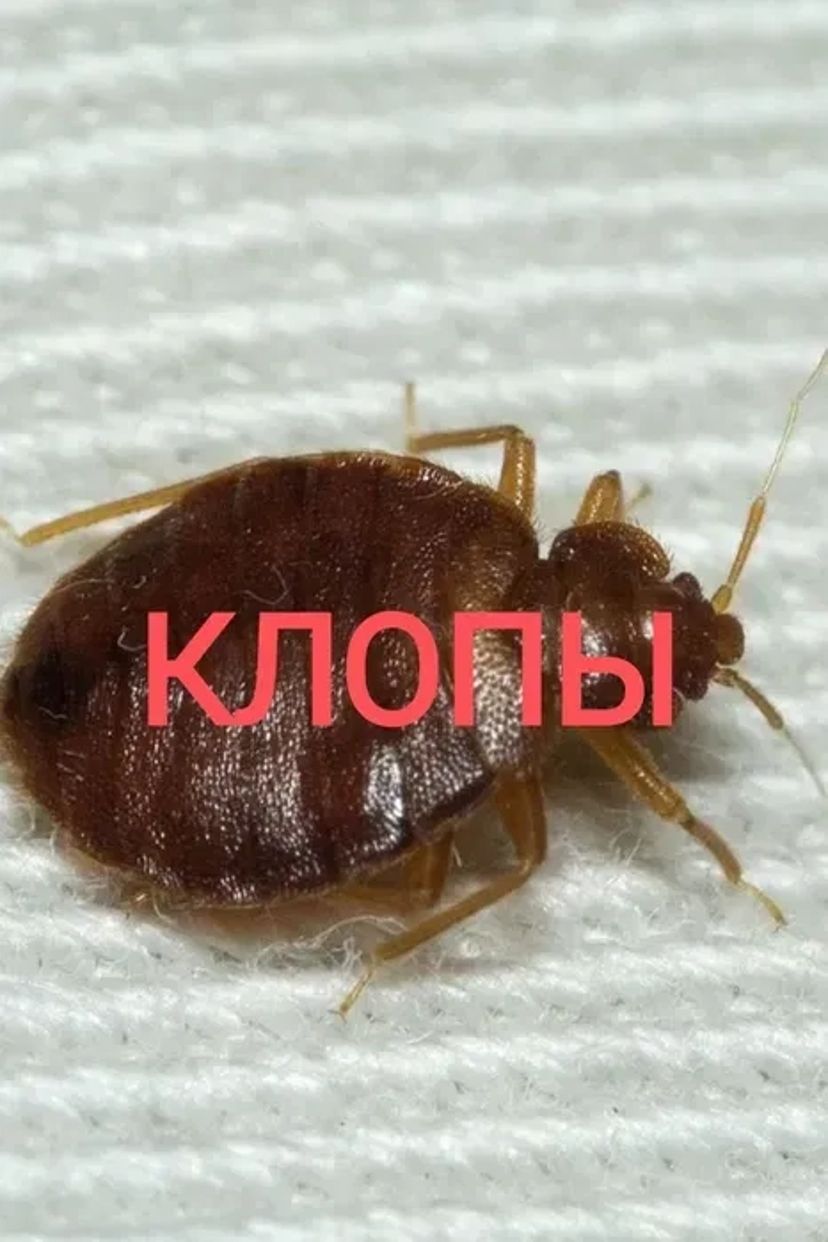 Уничтожение Травля Клопов Блох Тараканов / Уничтожить Травить Вывести