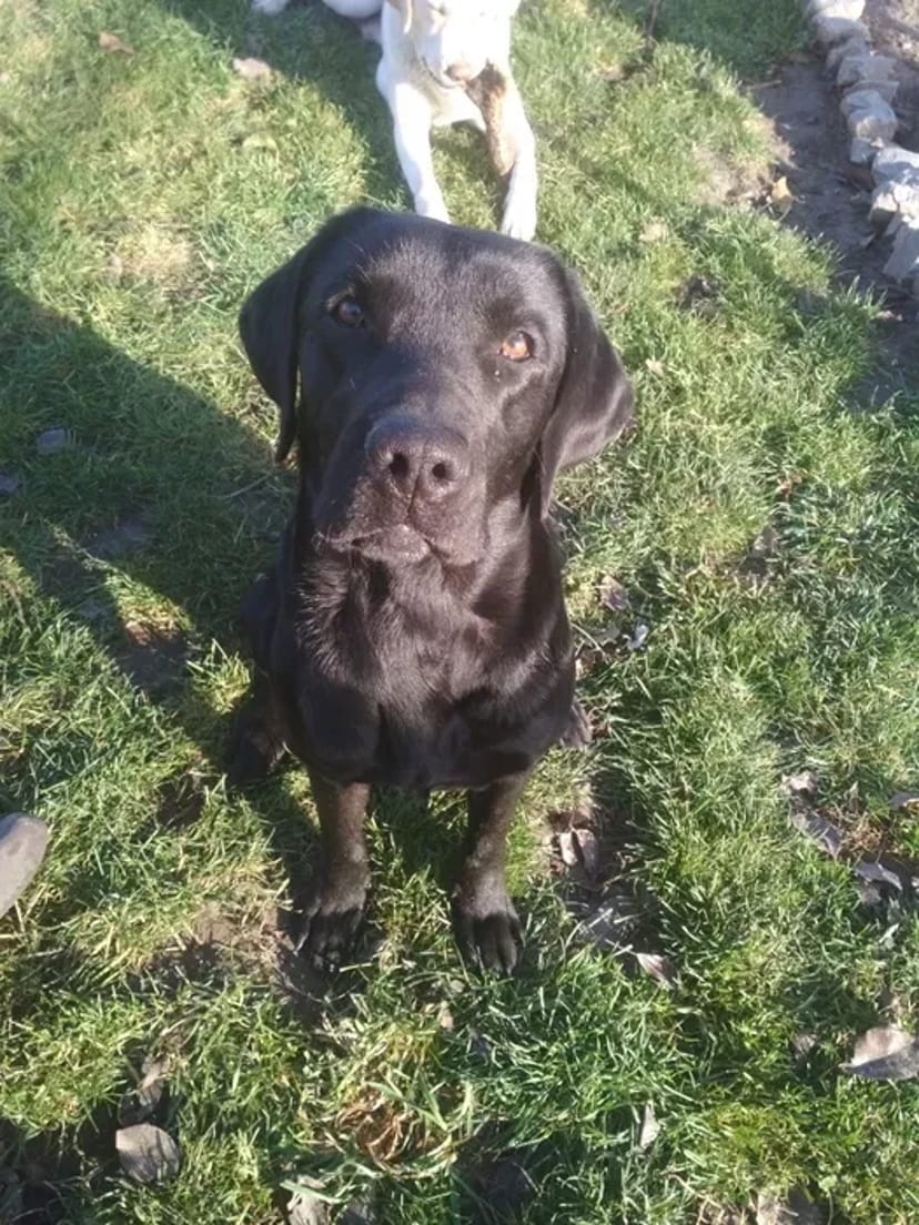 В'язка Лабрадора: Шукаємо Красуню для Продовження Чудового Родоводу!