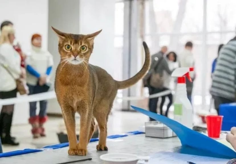 Феліног (фелинолог) котячий зоопсихолог. Кореція поведінки вашої тваринки.