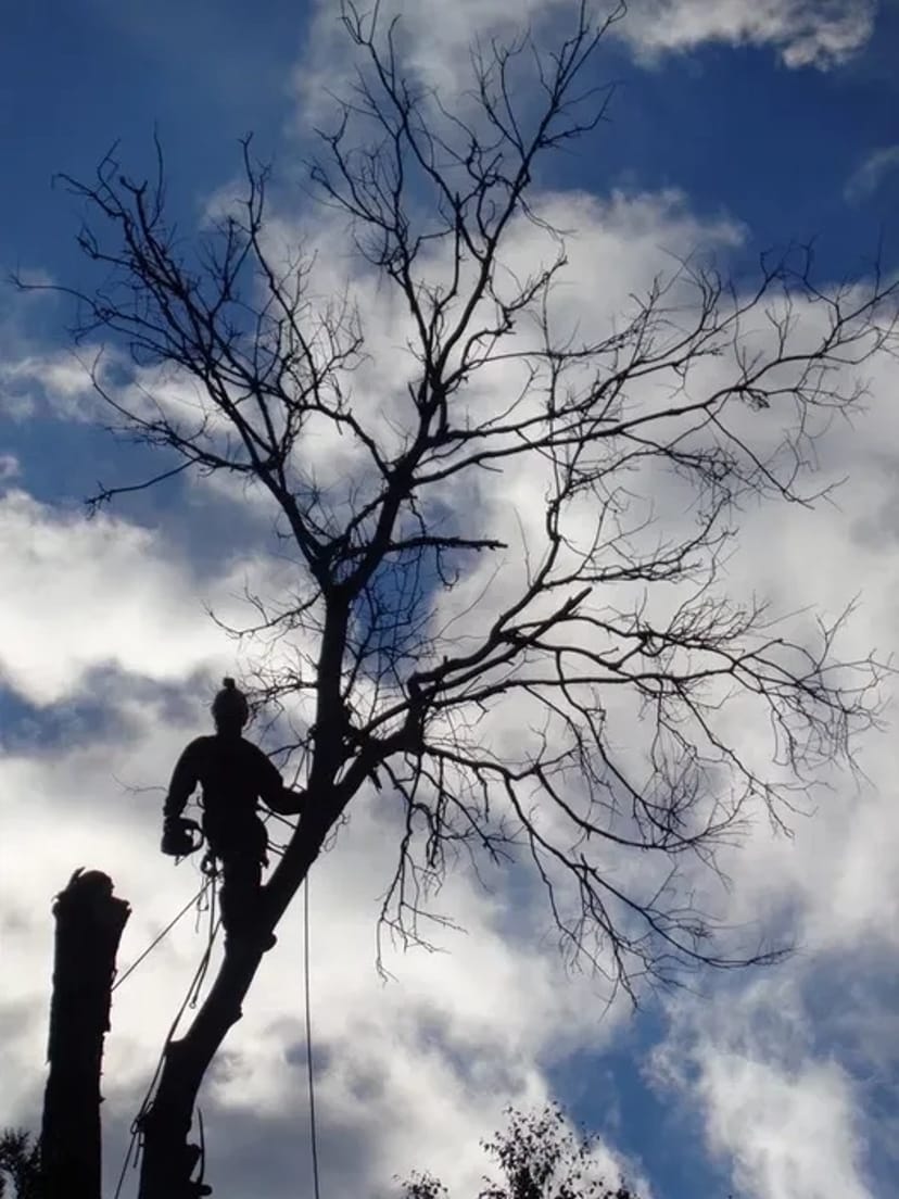 Спил деревьев, выкорчовка пней, покос травы,уборка участков