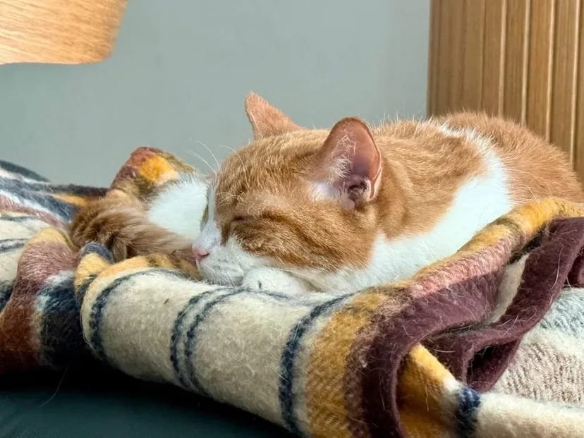 Харків. Перетримка для котиків.