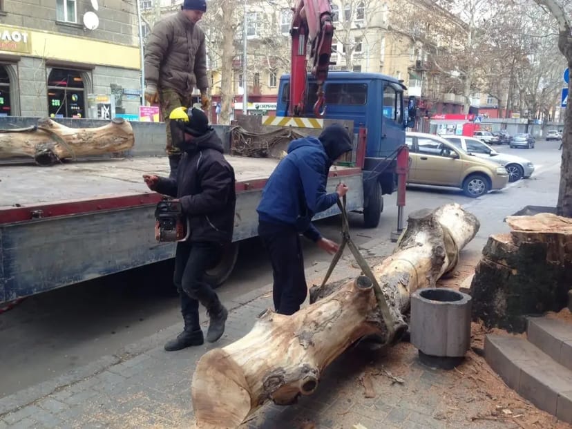 Кронування і валка дерев від 5 000 ₴/послуга