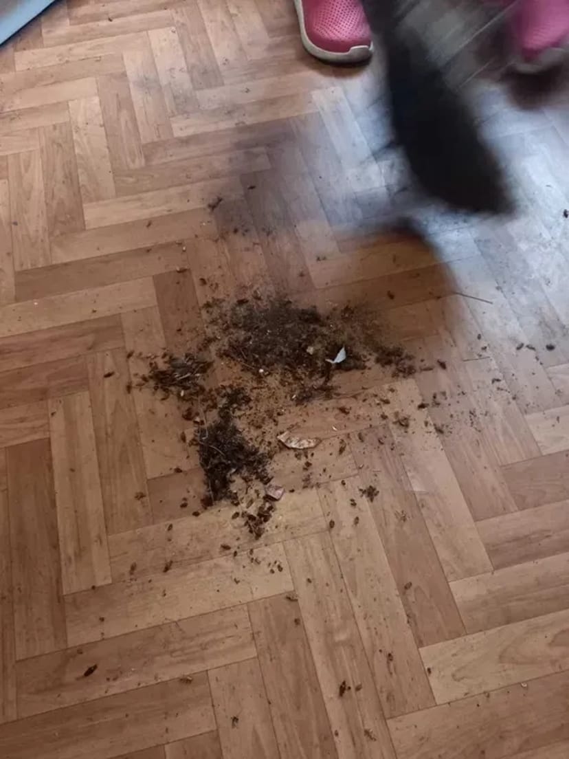 Професійне знищення комах, гризунів. Дезінфекція. Озонування