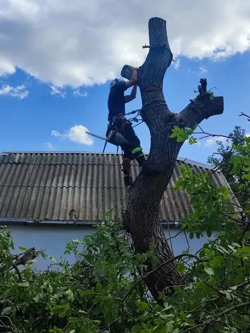 Видалення, обрізка, чистка дерев